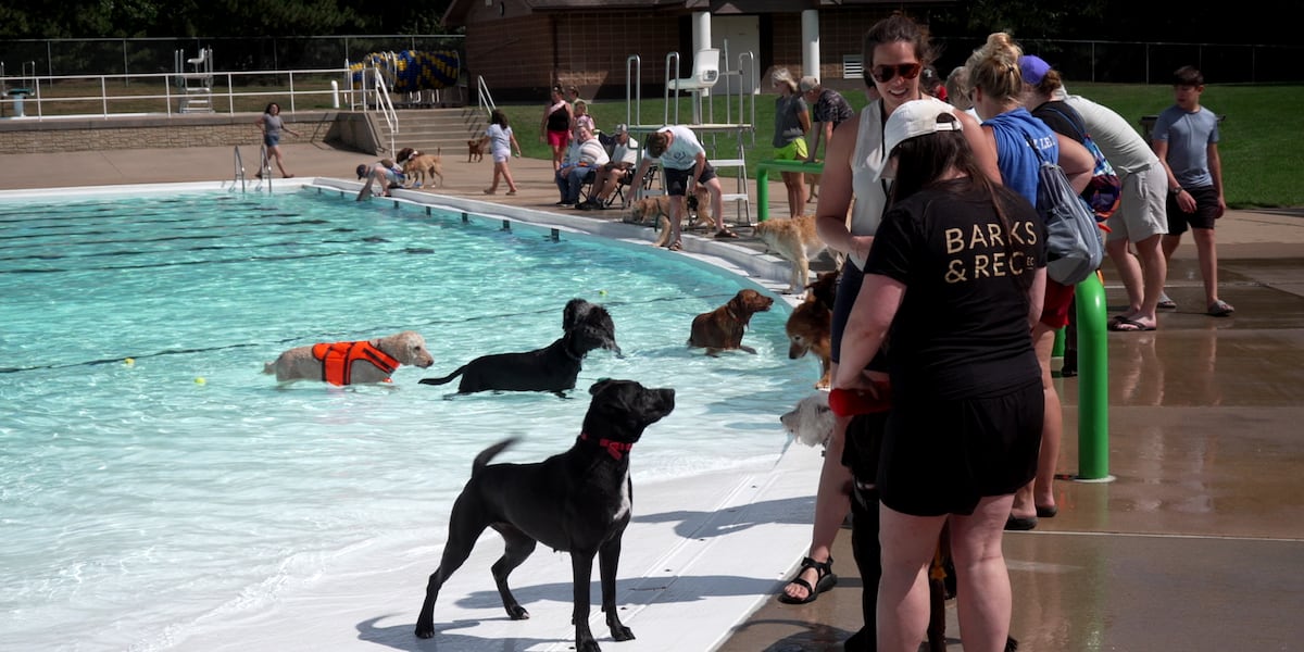 Hundreds of dogs paddle into the pool