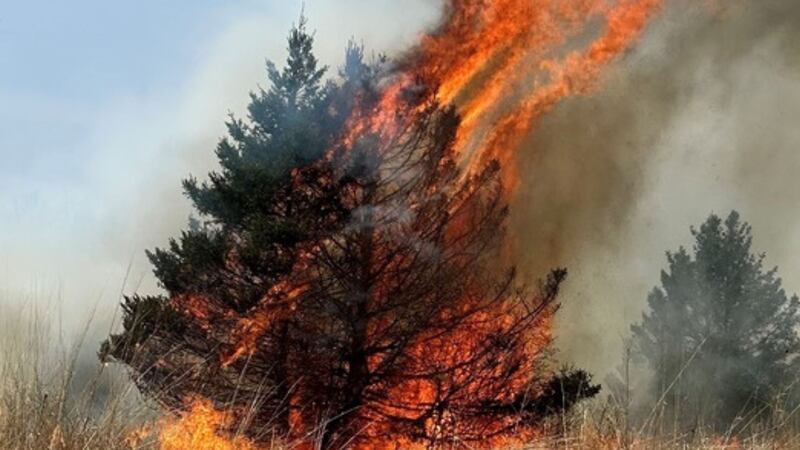 Wisconsin Exploding Trees Alert Red Flag Warning Issued For 21 Northern Wisconsin Counties