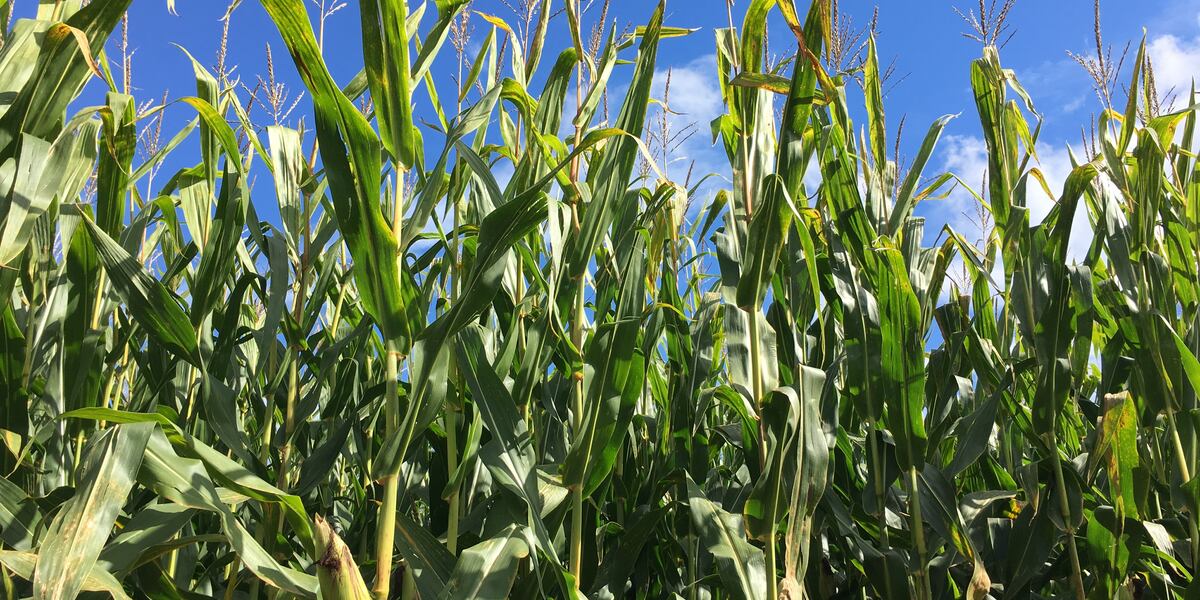Corn Stocks Tree New USDA report expected to show big U.S. corn stocks