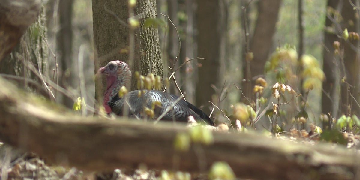 DNR Reveals Results for Spring Turkey Season 2026 DNR Reveals Results for Spring Turkey Season 2026