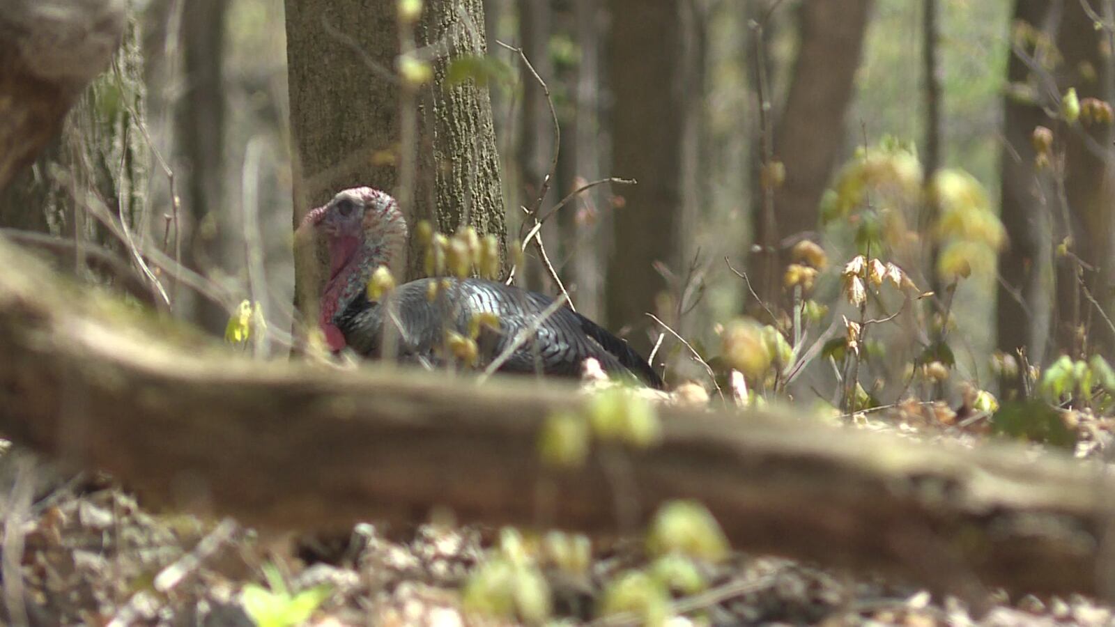 DNR announces 2026 spring turkey season results