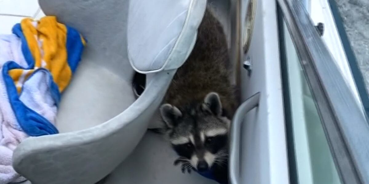 CAUGHT ON CAMERA: Stowaway raccoons take over couple’s boat ride