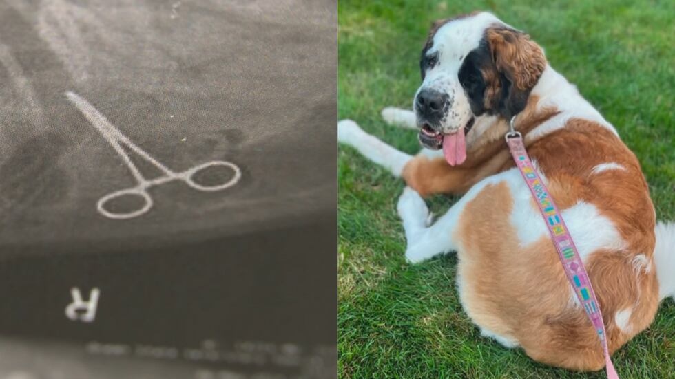 Kristen Breton said she took her Saint Bernard named Princess Freckles for what should have...