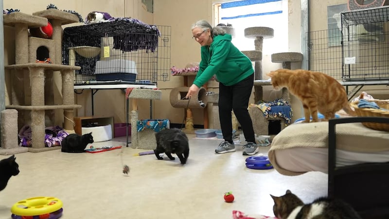 Sherwood cat sanctuary