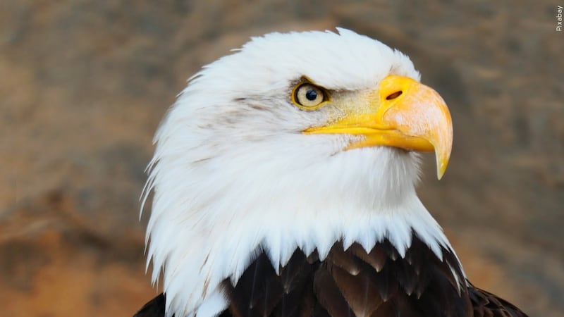 Biden signs a bill officially making the bald eagle the national bird
