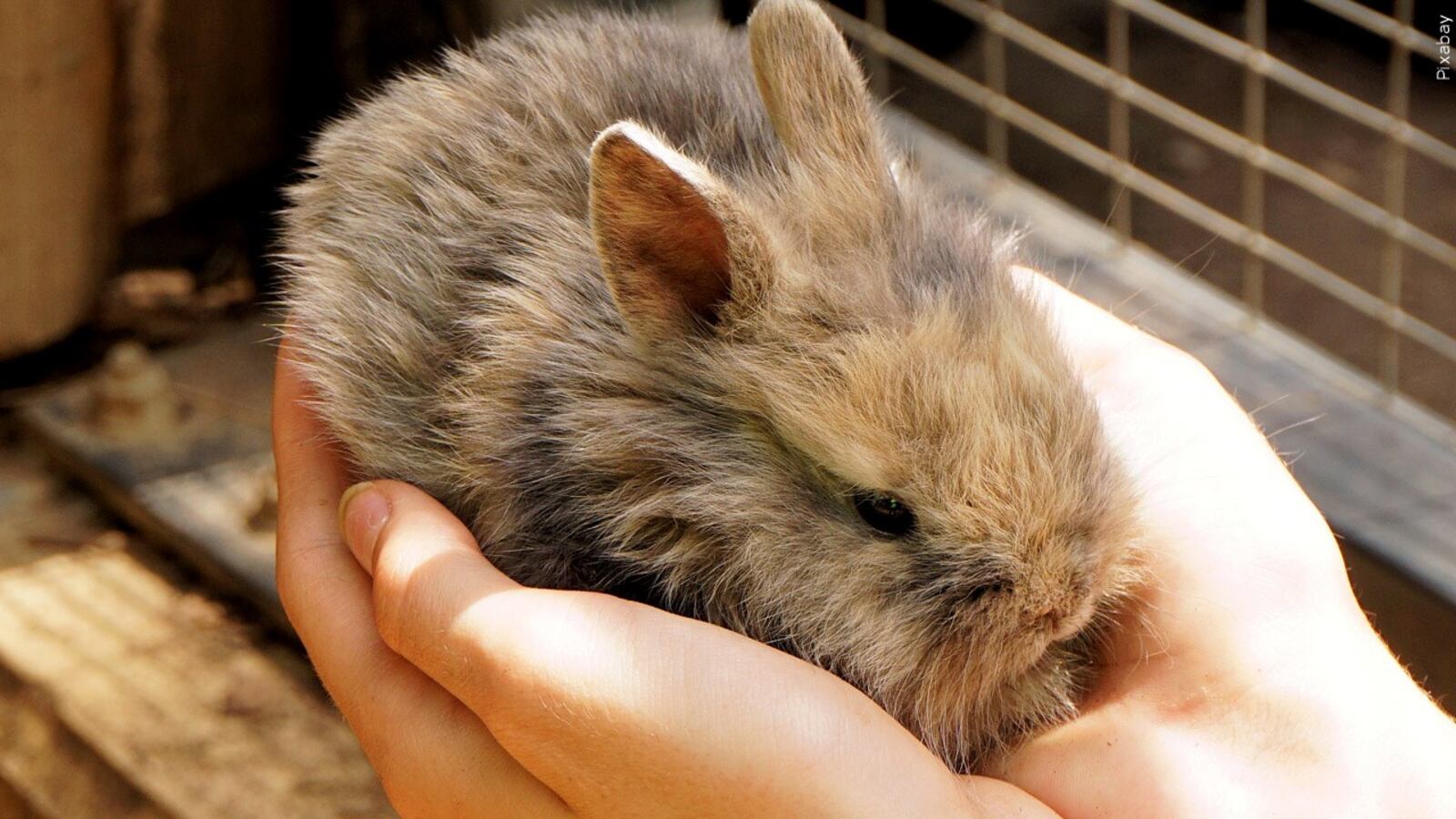 Petco makes change to rabbit policy after backlash