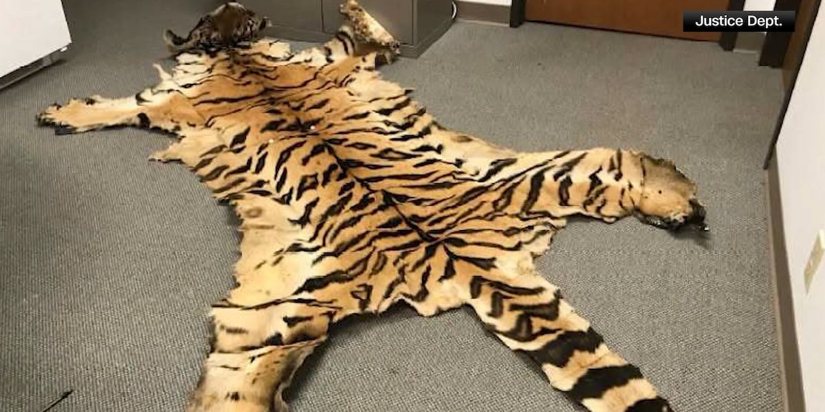 Traffickers Movie Couple sentenced for trafficking protected wildlife items