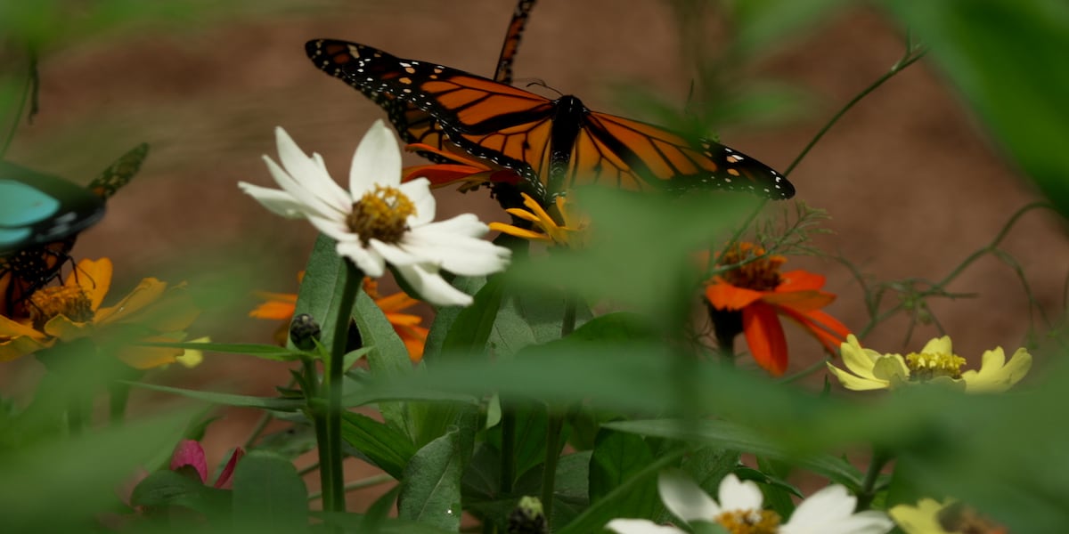 Butterfly House opens in Fall Creek