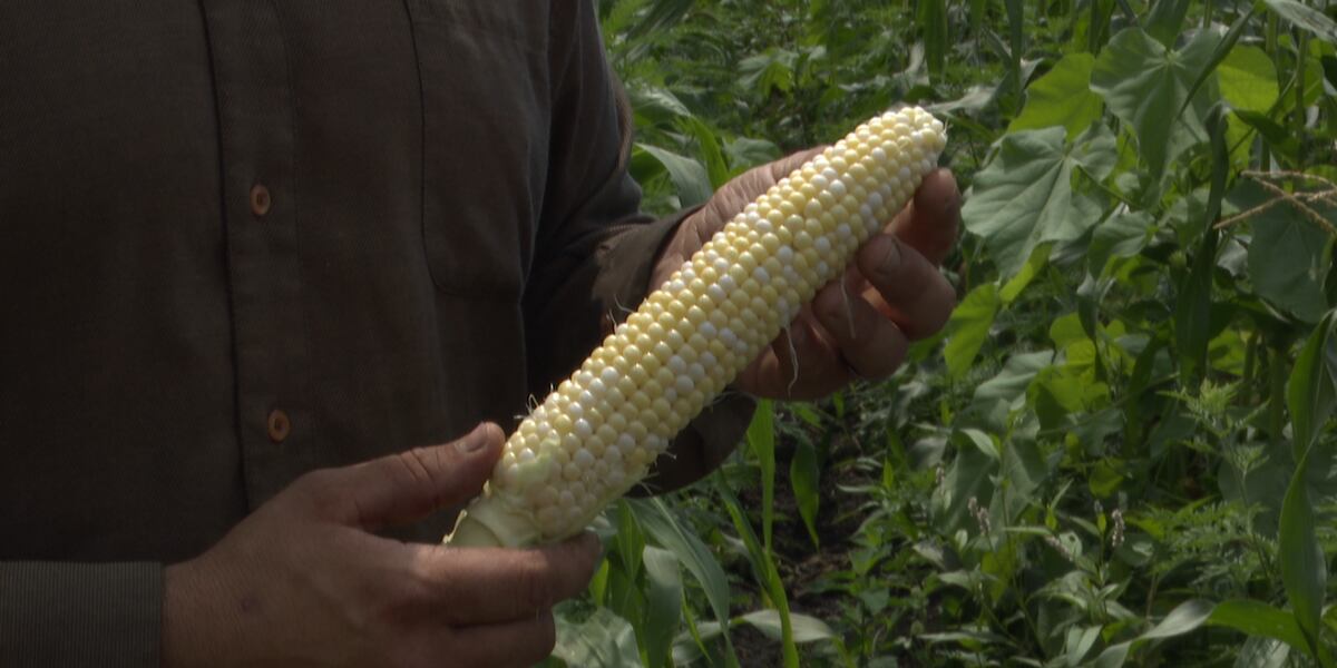 USDA report increases corn production to 15.2 billion bushels