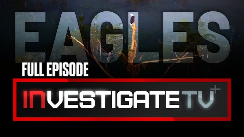 InvestigateTV+: A conservation success story