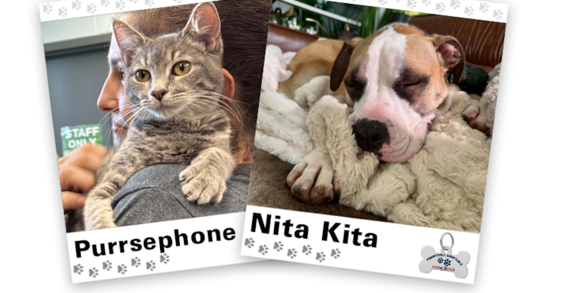 PAWSITIVELY ADOPTABLE: Purrsephone and Nita Kita