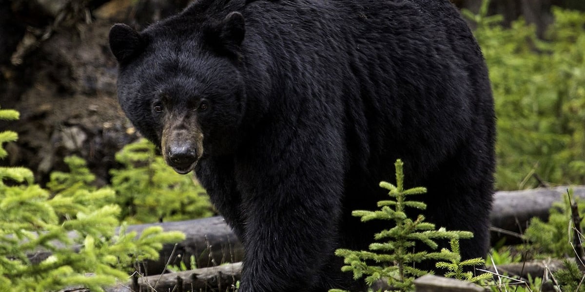 Wisconsin DNR investigating black bear attack in Barron County