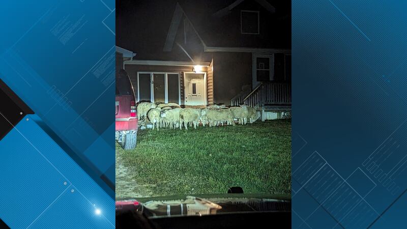 Sheep get loose in Winona County