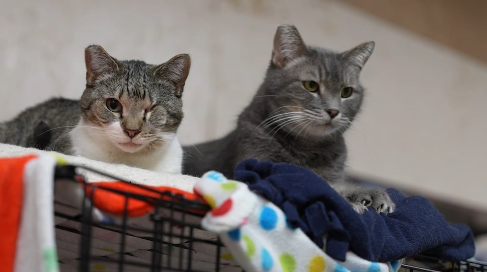 Sherwood cat sanctuary